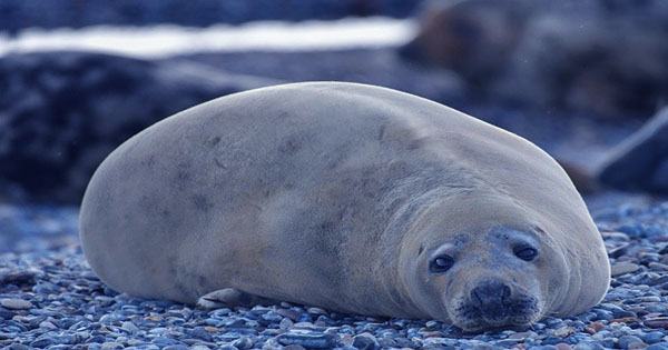 Rare Bird Flu Outbreak Jumps to Mammals, Killing A Fox And Seals