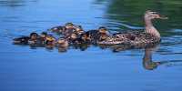 Scientists Work Out Why Physics Favors Ducklings Swimming In A Row In Mom’s Wake