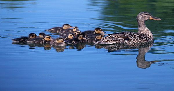 Scientists Work Out Why Physics Favors Ducklings Swimming In A Row In Mom’s Wake