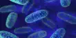 Scientists determine how Antioxidants are Imported into Mitochondria