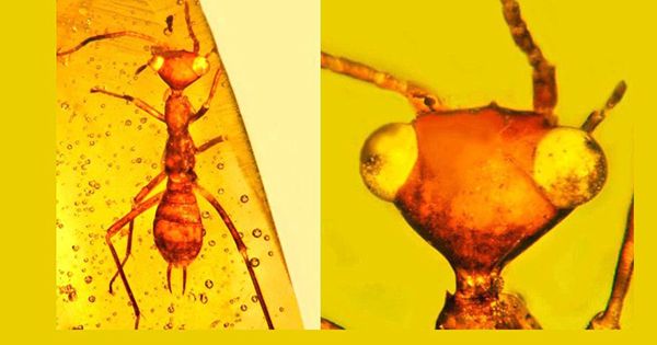 Spider Mother Frozen In Amber Protecting Offspring for 99 Million Years