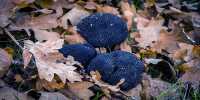 Truffle Hunting Birds Aves Join the League of Subterranean Fungus Foragers