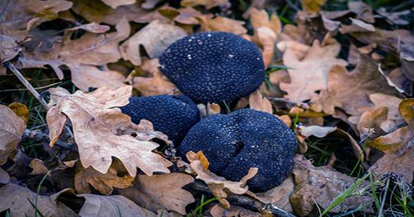 Truffle Hunting Birds Aves Join the League of Subterranean Fungus Foragers