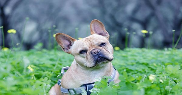 Why Do Dogs Tilt Their Heads Study Investigates Adorable Behavior