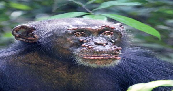 Wild-Chimps-with-Leprosy-Confirmed-For-the-First-Time-1
