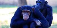 Wild Chimps with Leprosy Confirmed For the First Time