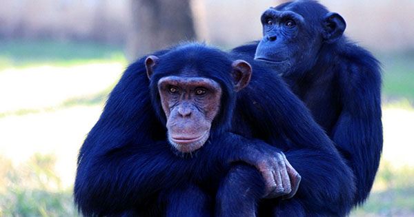 Wild Chimps with Leprosy Confirmed For the First Time
