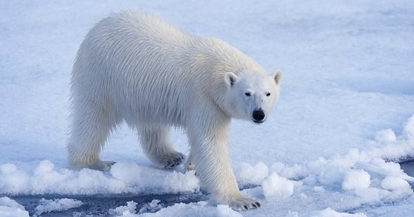 World-First Footage of Polar Bear Hunting a Reindeer Captured By Scientists