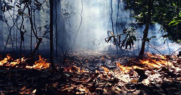 Deforestation in Brazil’s Amazon Rainforest Reaches Highest Level for 15 Years