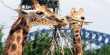Fact Check Did COVID Vaccinations Kill 3 Giraffes at a Zoo