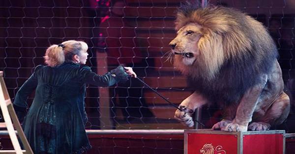 France to Ban Use of Animals in Circuses and Live Shows