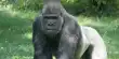 Gorillas can distinguish between Human and Animal Voices