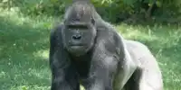 Gorillas can distinguish between Human and Animal Voices