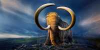 Humans Back To Being Suspects in Mammoths’ Extinction