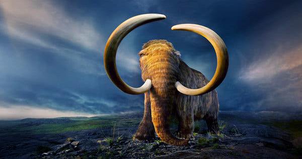 Humans Back To Being Suspects in Mammoths’ Extinction