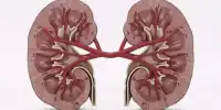 In Kidney Cancer, a Targeted Drug has shown to be effective against Brain Metastases
