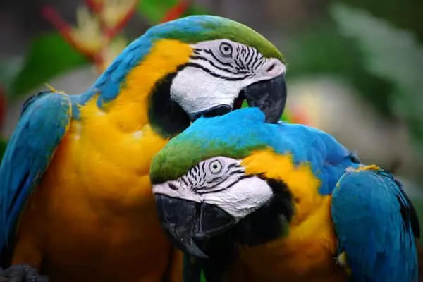 More-Stimulation-is-Required-for-Intelligent-Parrots-1