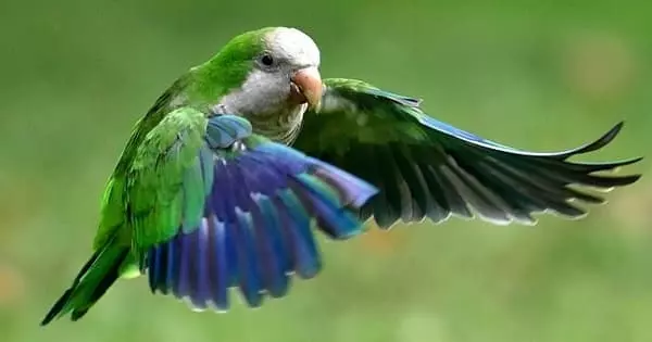 More Stimulation is Required for Intelligent Parrots