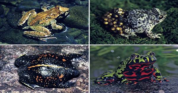 Newly-Discovered-Frog-Fathers-Carry-Tadpoles-in-Their-Pockets-1