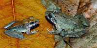 Newly Discovered Frog Fathers Carry Tadpoles in Their Pockets