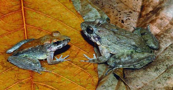 Newly Discovered Frog Fathers Carry Tadpoles in Their Pockets