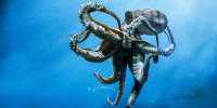 Octopuses, Squid, and Lobsters Recognized As Sentient Beings in UK