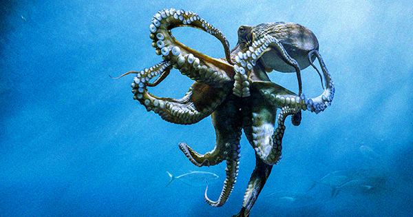 Octopuses, Squid, and Lobsters Recognized As Sentient Beings in UK