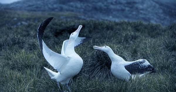 Pressures-of-Climate-Change-Could-Push-More-Albatross-to-Divorce-1