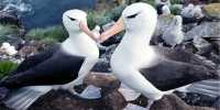 Pressures of Climate Change Could Push More Albatross to Divorce