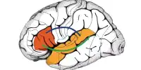 The Brain Connects Lessons Learned in Various Ways as We Grow