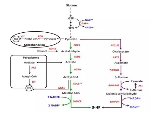 Alternate-Petrochemical-Processes-using-Yeast-1