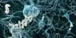 Alzheimer’s Disease Risk Genes alter the Neuroprotective Mechanism