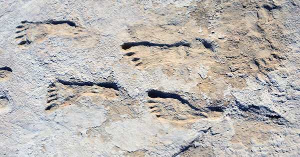 Ancient Footprints Reveal another Hominin Species Lived Beside Lucy