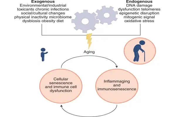 Chronic-Viral-Infections-like-Aging-can-have-Long-term-Effects-on-Human-Immunity-1