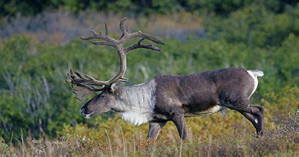 Do Reindeers’ Eyes Really Change Color in winter