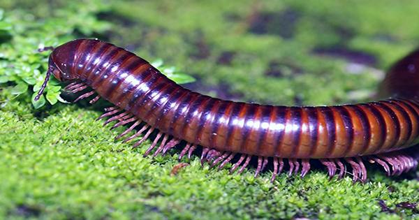 First Millipede Found With Over 1,000 Legs Breaks Leggy World Record