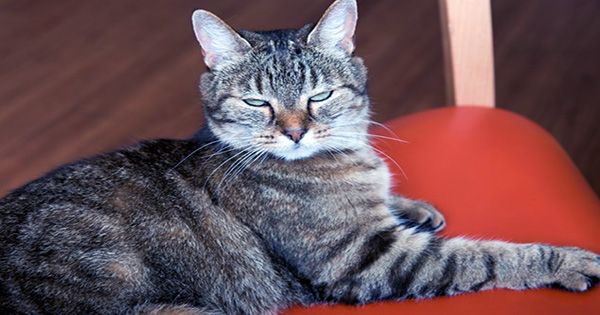 Is Your Cat a Psychopath There is Now a Test You Can Take to Find Out