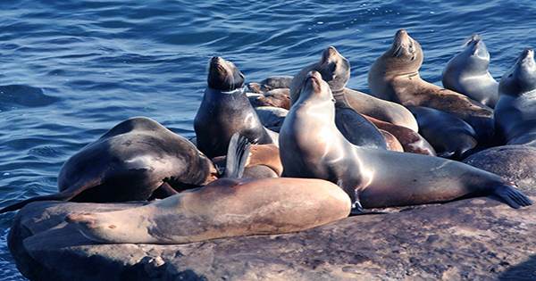 Ivermectin-Could-Save-Endangered-Sea-Lions-But-Not-From-A-Virus-1