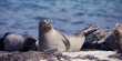 Ivermectin Could Save Endangered Sea Lions, But Not From A Virus