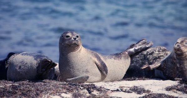 Ivermectin Could Save Endangered Sea Lions, But Not From A Virus