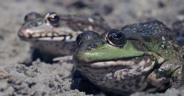 Juicy-Lipped-Male-Frogs-Give-Females-Pheromone-Laced-Love-Bites-1