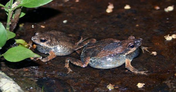 Juicy-Lipped Male Frogs Give Females Pheromone-Laced Love Bites