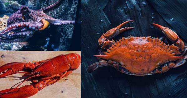 Octopus, Crabs and Lobsters Feel Pain – This Is How We Found Out
