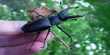 Oral Sex Improves Male Desert Beetle’s Chances of getting Laid