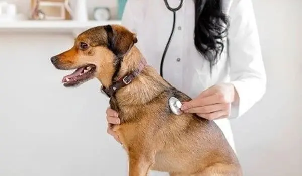 Researchers-Arrange-the-Groundwork-for-a-Possible-Anti-allergy-Vaccine-for-Dogs-1