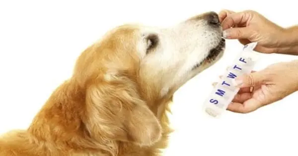 Researchers Arrange the Groundwork for a Possible Anti-allergy Vaccine for Dogs