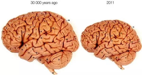 Scientists Warn that Human Brains are Shrinking