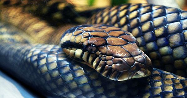 Snake Vs Ape Humans’ Partial Resistance to Venom Shaped By Biological Arms Race