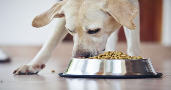 Solve Your Pet’s Food and Environmental Intolerances Quickly and Efficiently With This At-Home Test