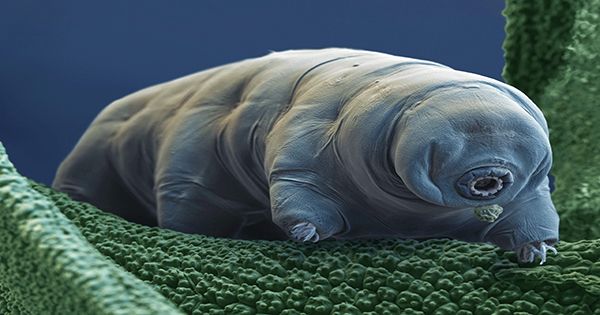 Tardigrade Might Be First Animal to Be Quantum Entangled – And Live ...